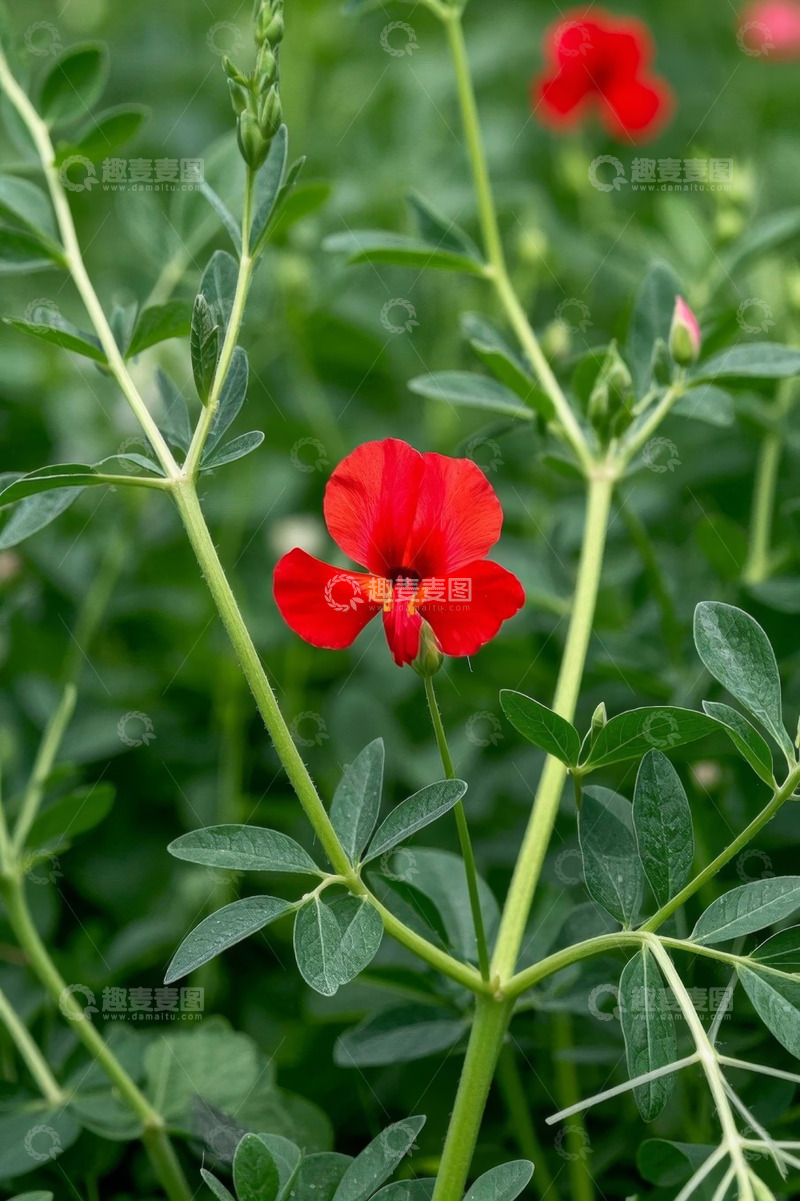 高清大图下载【趣麦麦图】红色小花与绿叶特写
