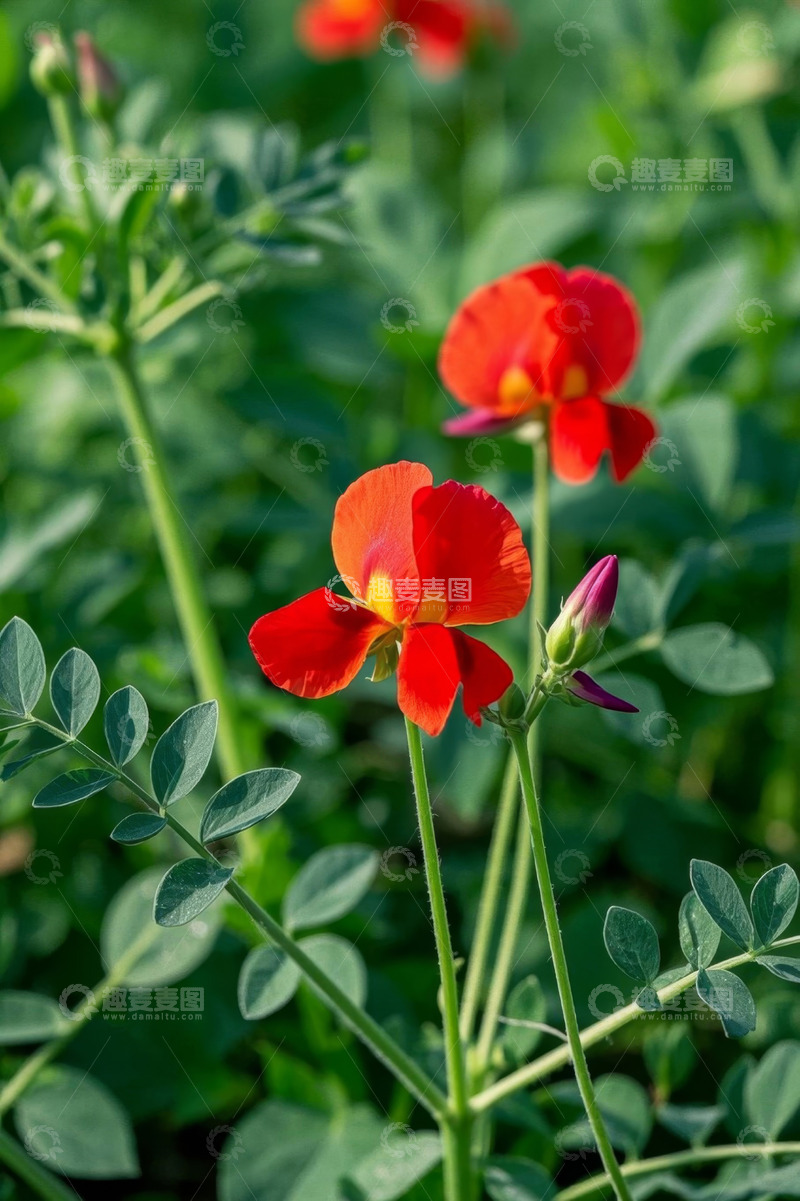 高清大图下载【趣麦麦图】红色花朵与绿叶特写