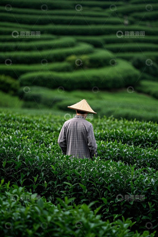 茶农于茶园中劳作背影
