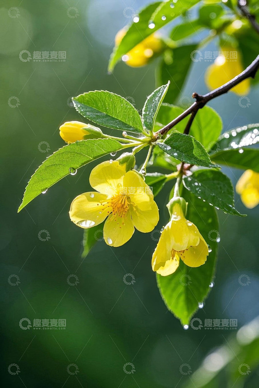 带水珠的黄色花朵特写
