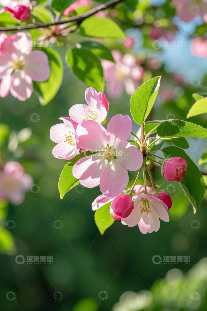 高清大图下载【趣麦麦图】粉色花卉特写