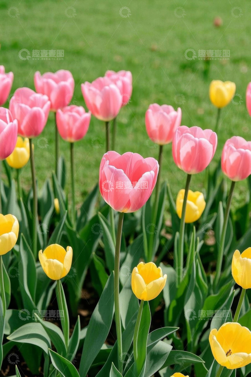 高清大图下载【趣麦麦图】草地中的粉色黄色郁金香