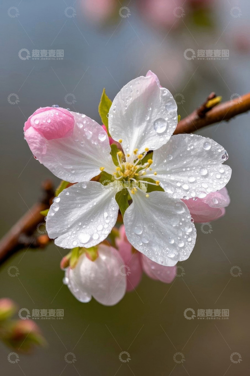 高清大图下载【趣麦麦图】带水珠的绽放花朵