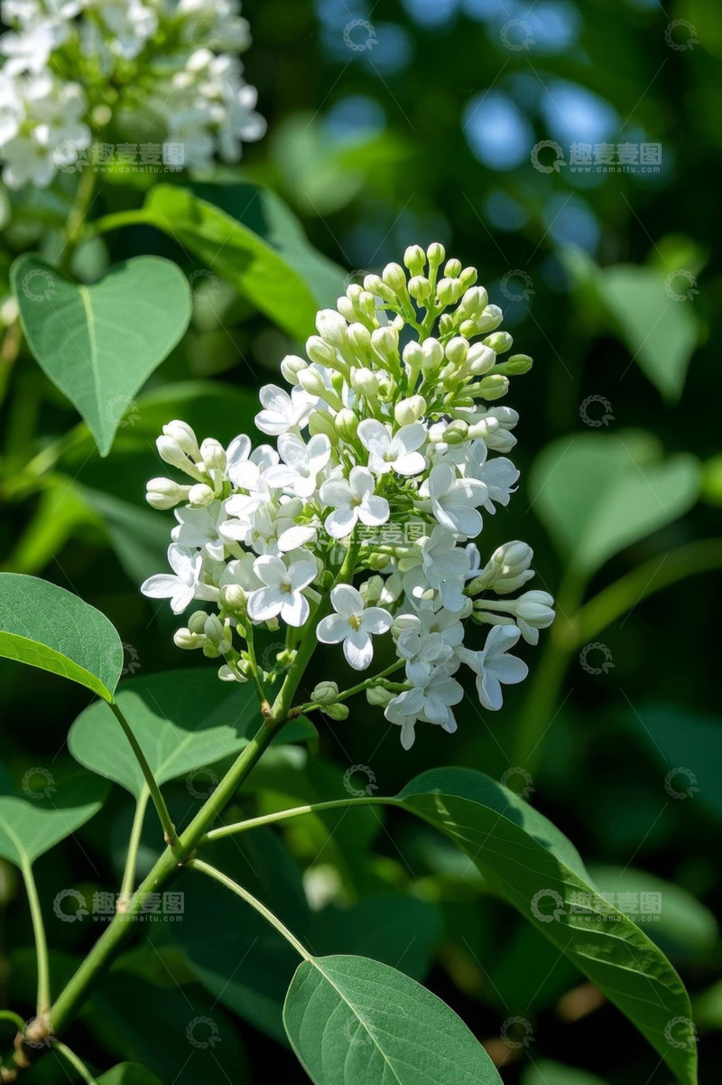 高清大图下载【趣麦麦图】白色丁香花特写