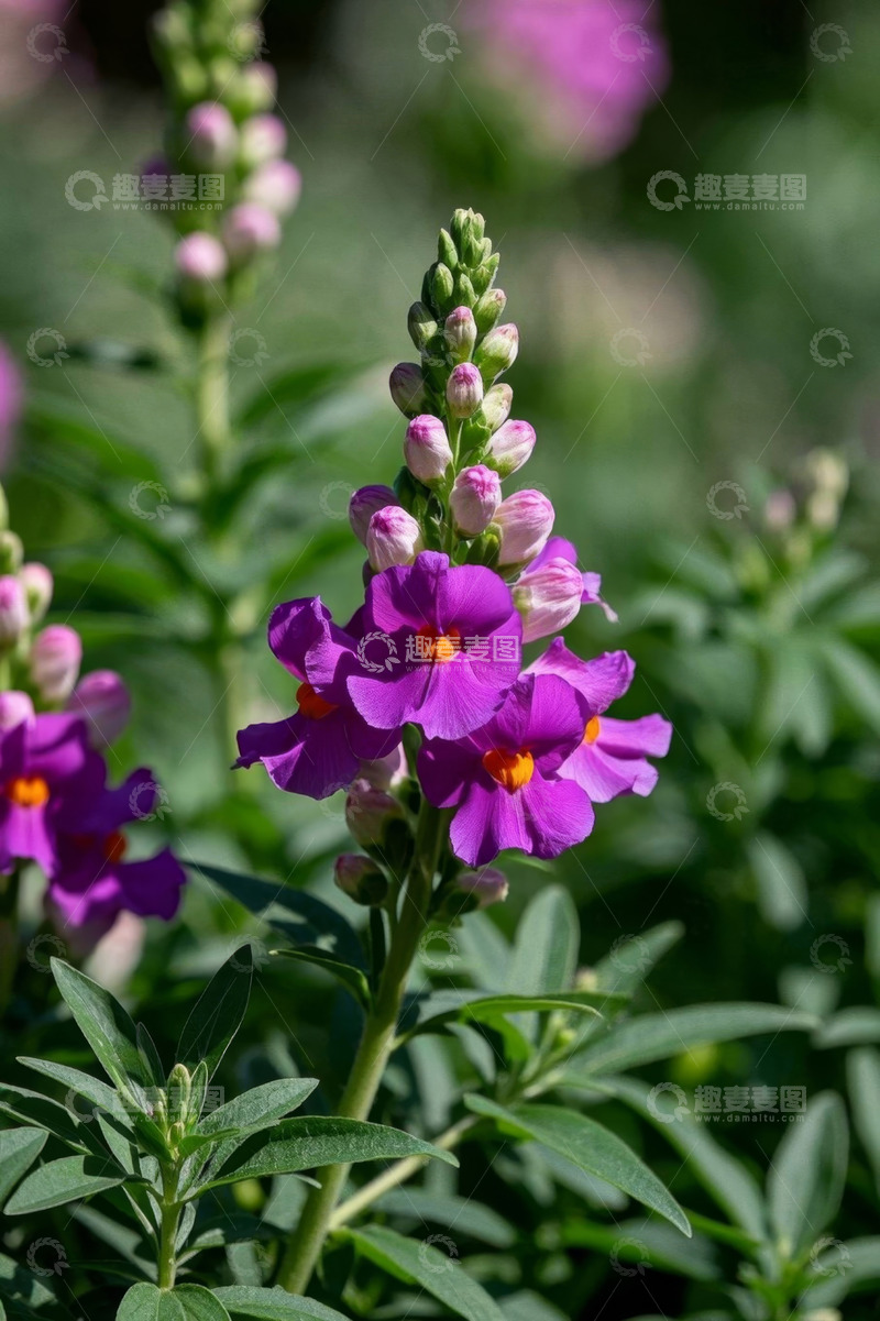 高清大图下载【趣麦麦图】紫色花卉特写