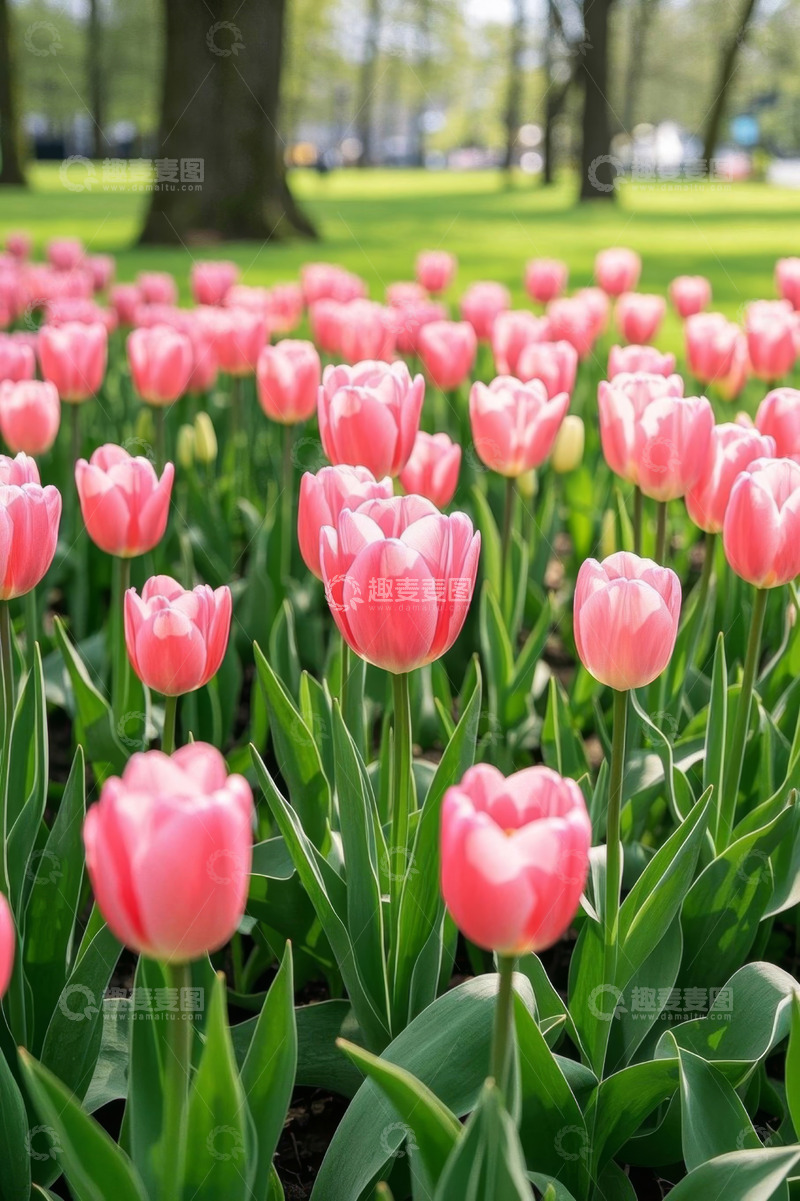 高清大图下载【趣麦麦图】公园中盛开的粉色郁金香