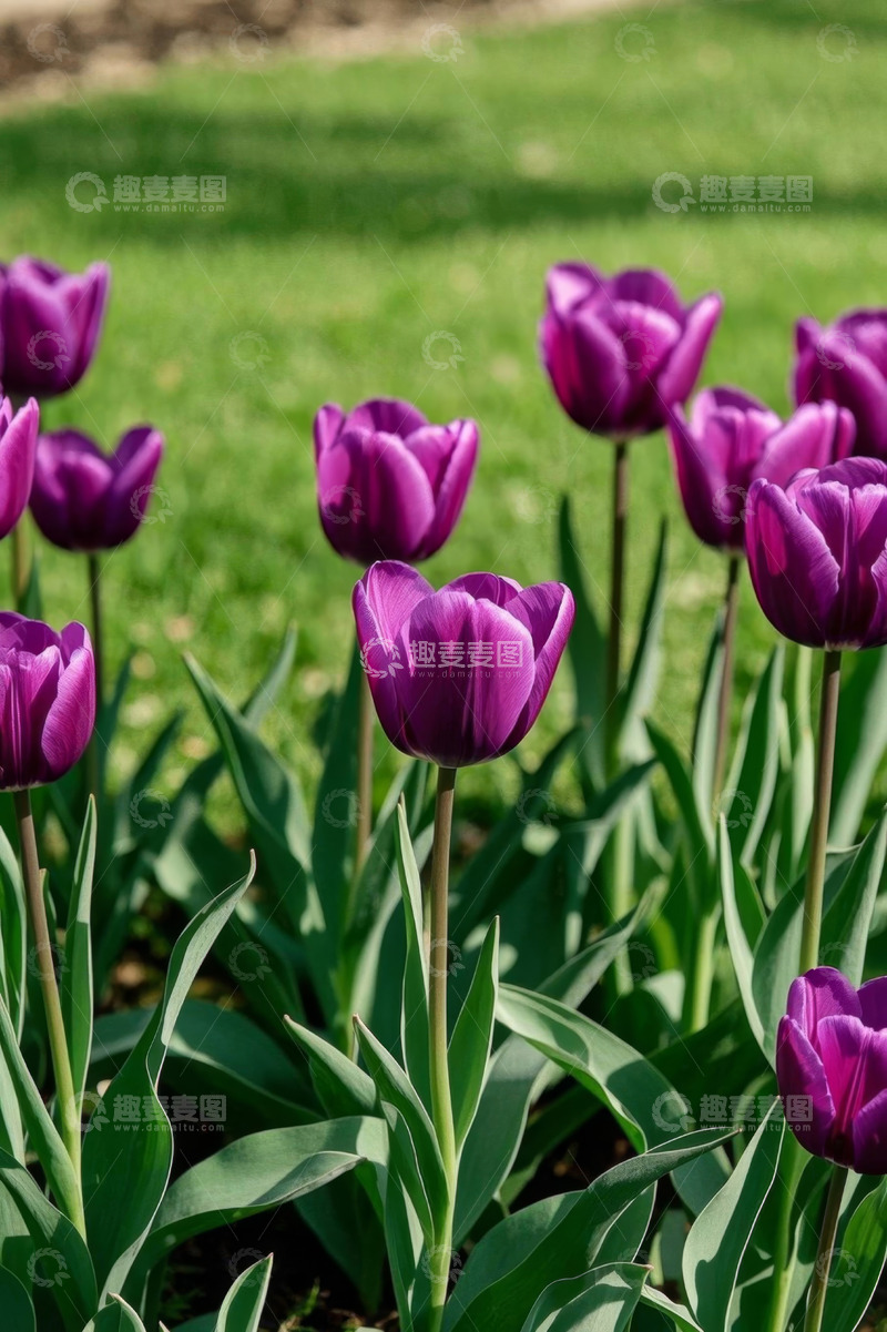 高清大图下载【趣麦麦图】紫色郁金香花丛景观