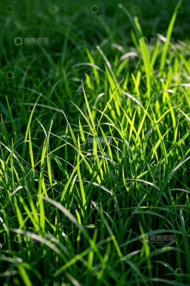 高清大图下载【趣麦麦图】阳光下的翠绿草地