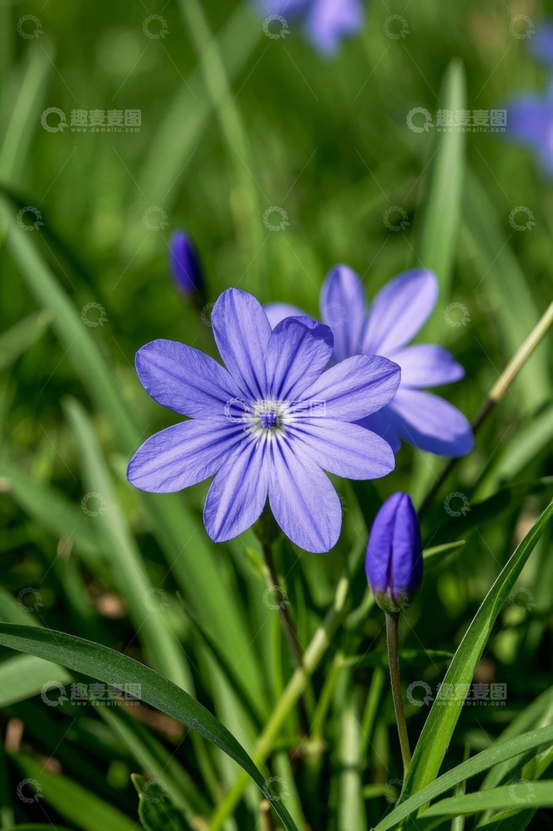 高清大图下载【趣麦麦图】紫色小花特写