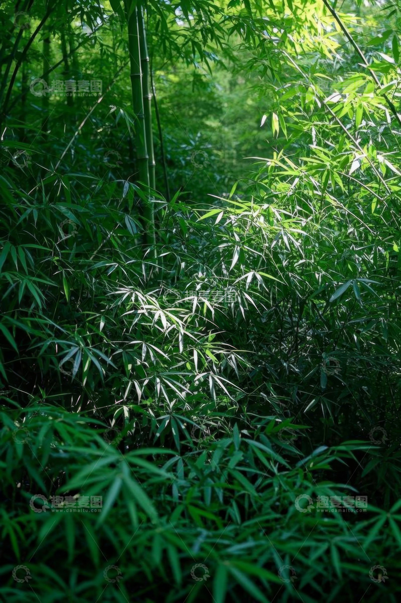 高清大图下载【趣麦麦图】茂密竹林自然景观