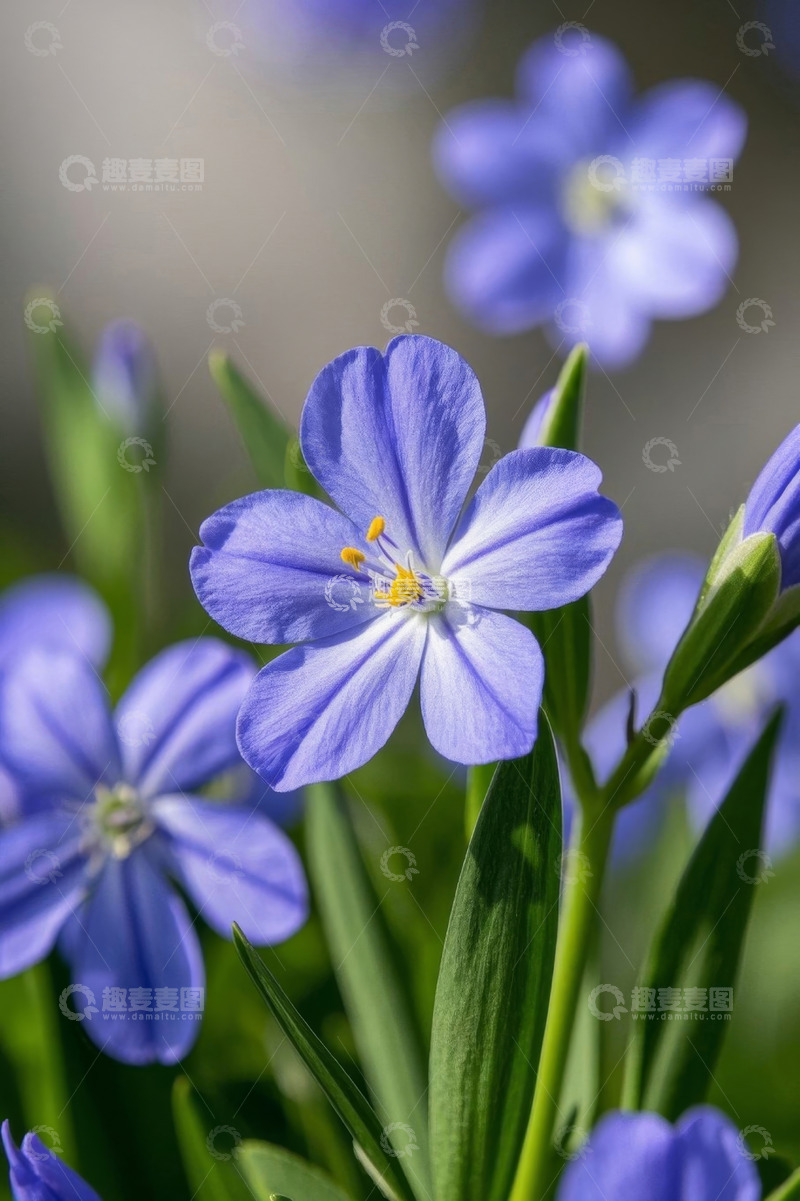 高清大图下载【趣麦麦图】蓝色小花微距特写