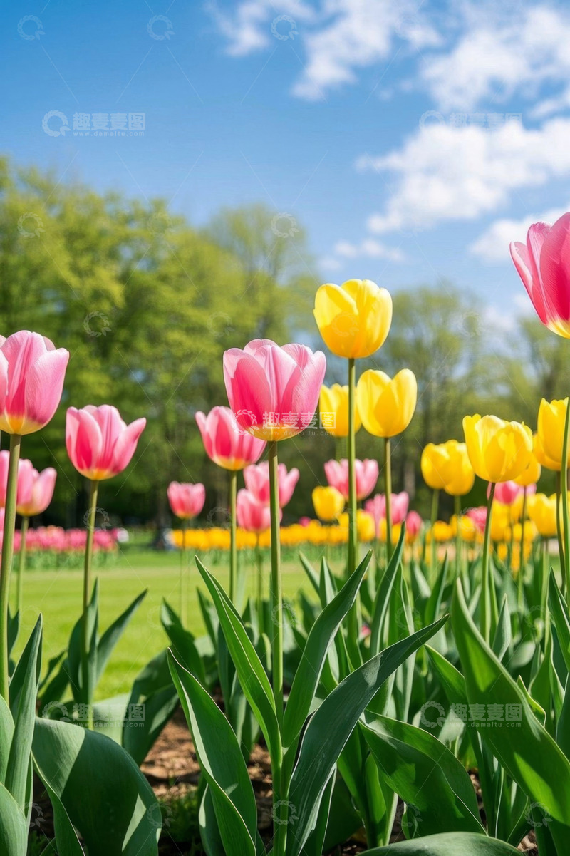 高清大图下载【趣麦麦图】户外盛开的多彩郁金香花田