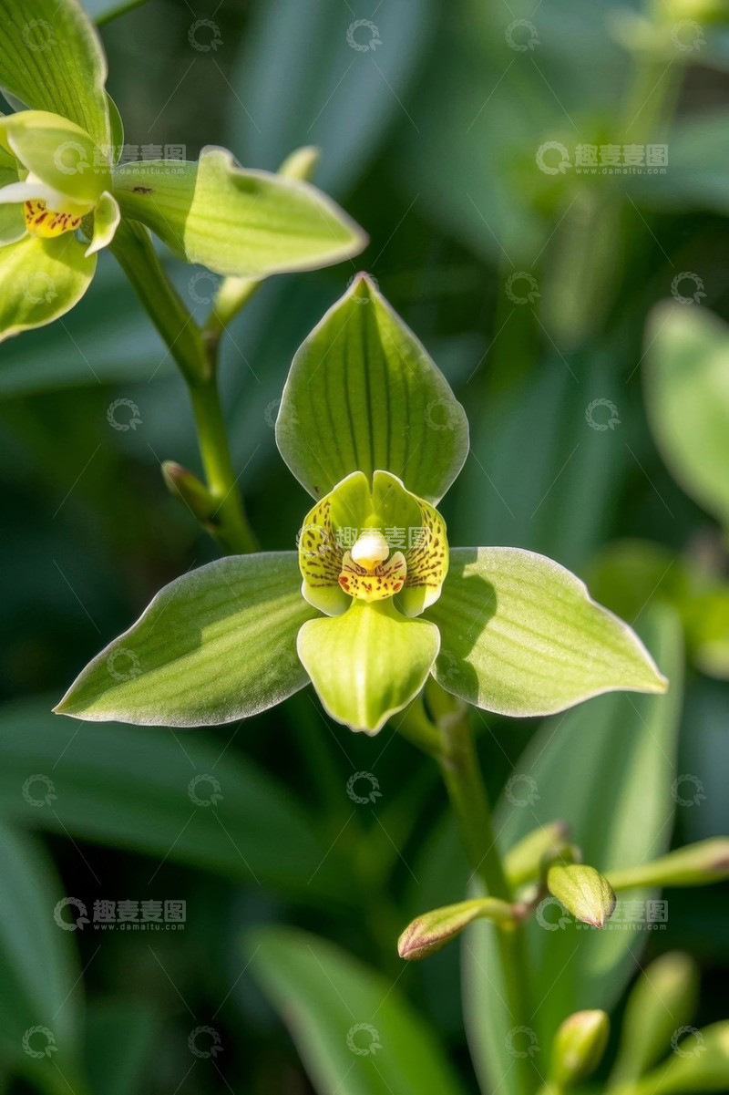 高清大图下载【趣麦麦图】特写绿色兰花花卉