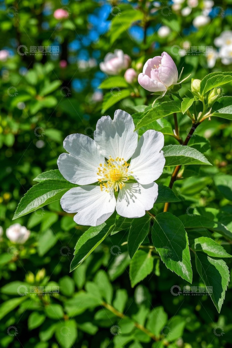 高清大图下载【趣麦麦图】盛开的白色花朵与绿叶