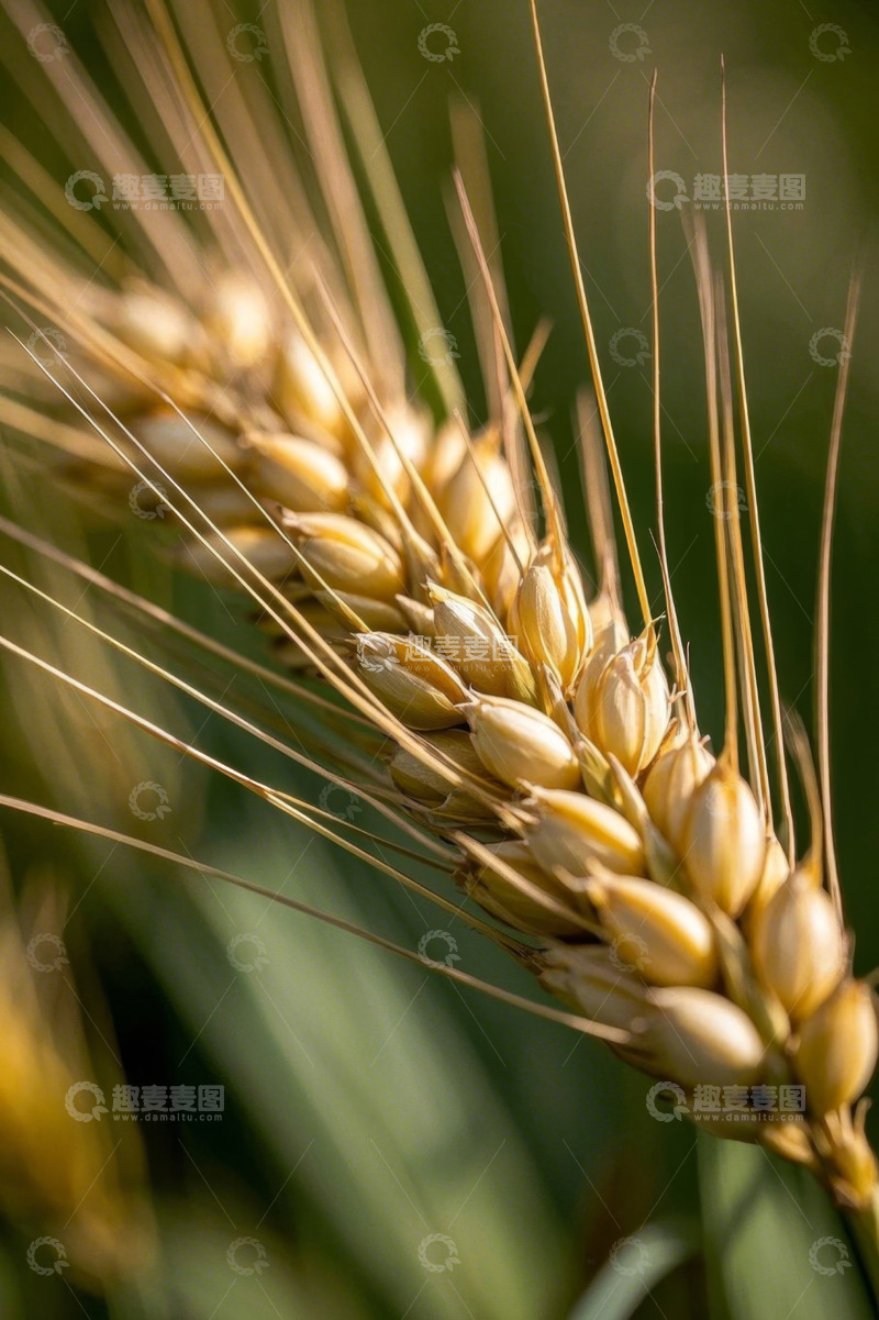 高清大图下载【趣麦麦图】微距特写成熟饱满小麦穗