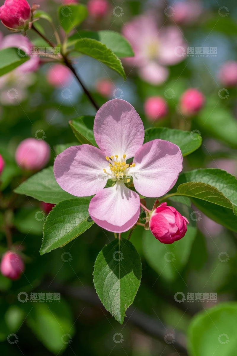 高清大图下载【趣麦麦图】盛开的粉色花朵特写