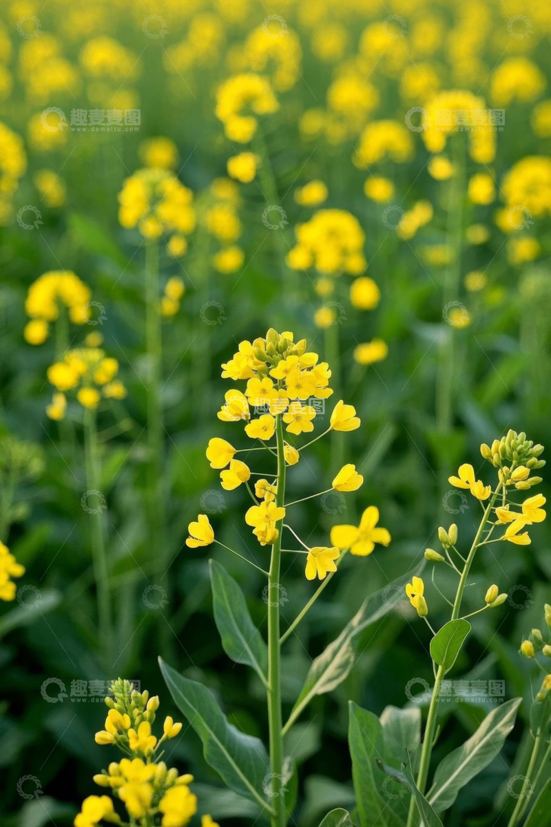 高清大图下载【趣麦麦图】黄色油菜花田自然风光