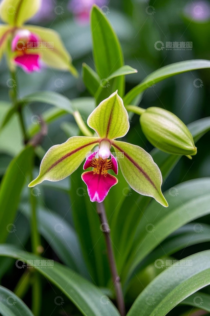 高清大图下载【趣麦麦图】特写兰花花卉素材