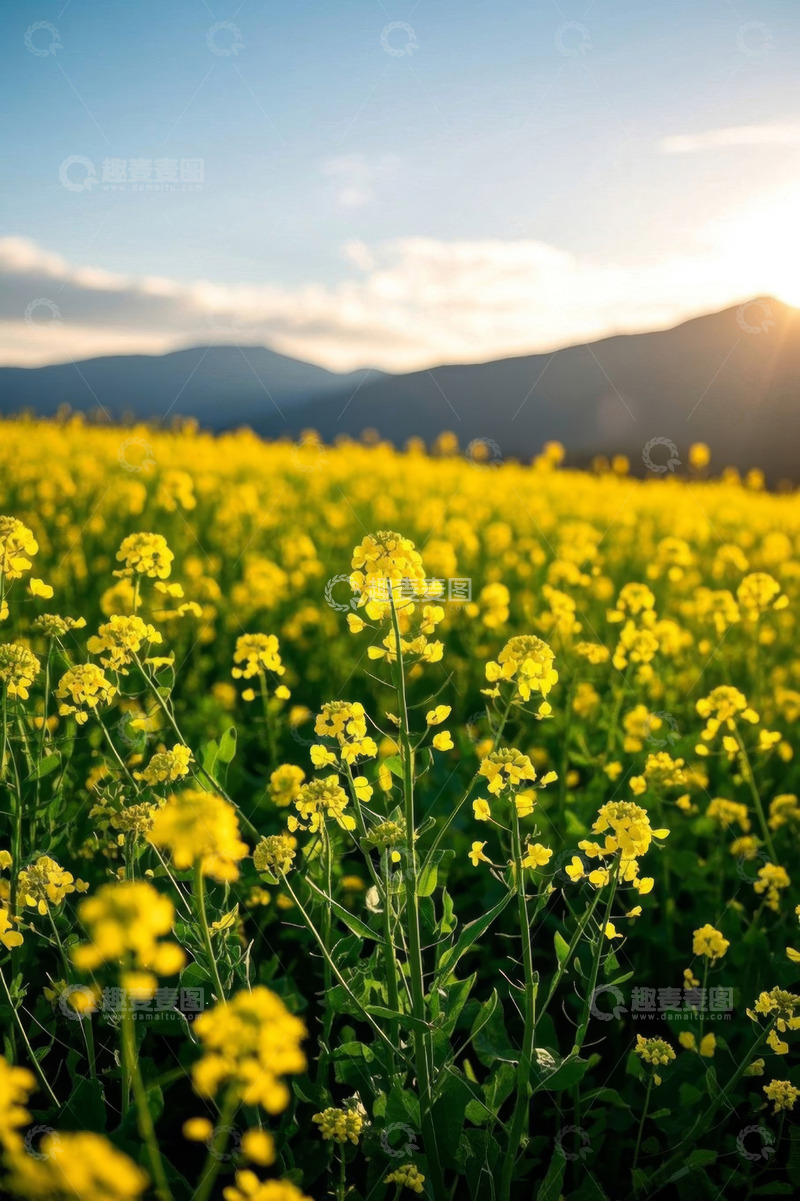 高清大图下载【趣麦麦图】田野间的油菜花海风光
