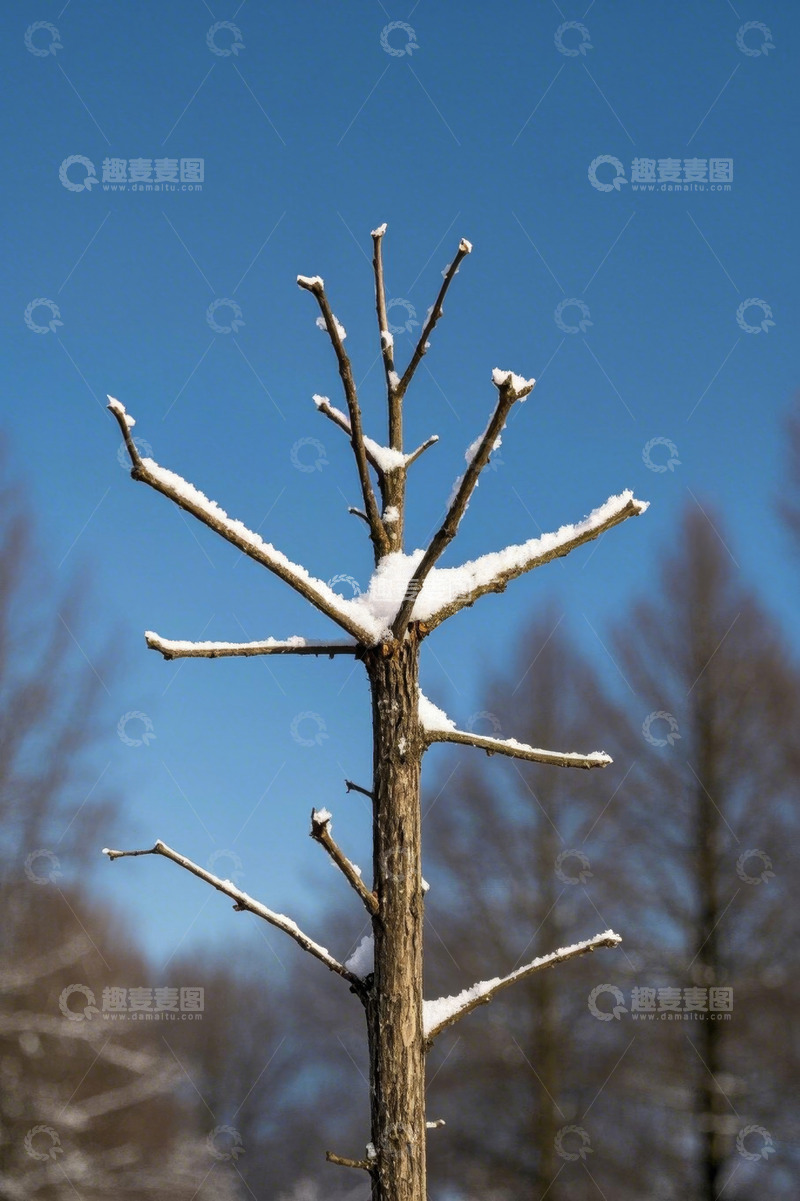 高清大图下载【趣麦麦图】覆雪枯树与蓝天背景景象