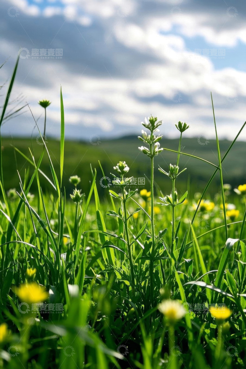 高清大图下载【趣麦麦图】草地野花蓝天白云风景