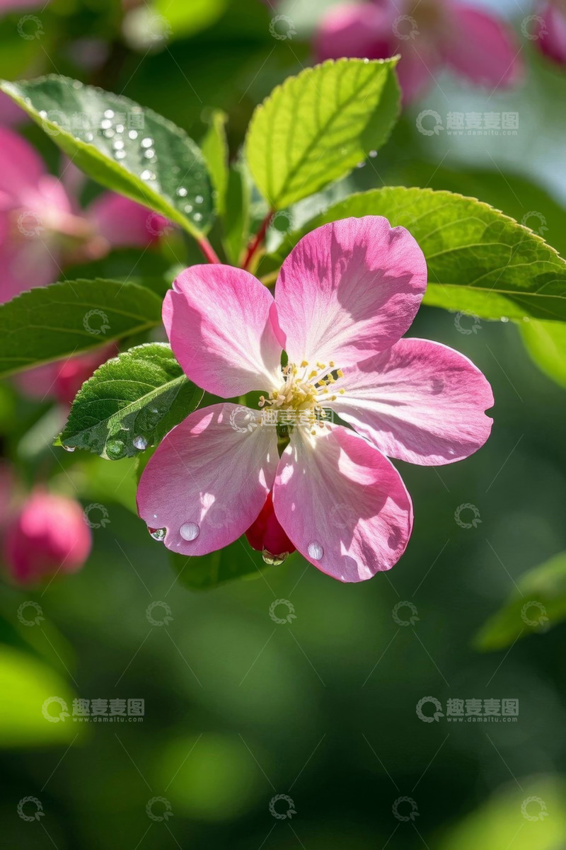 高清大图下载【趣麦麦图】带露珠的粉色花卉特写