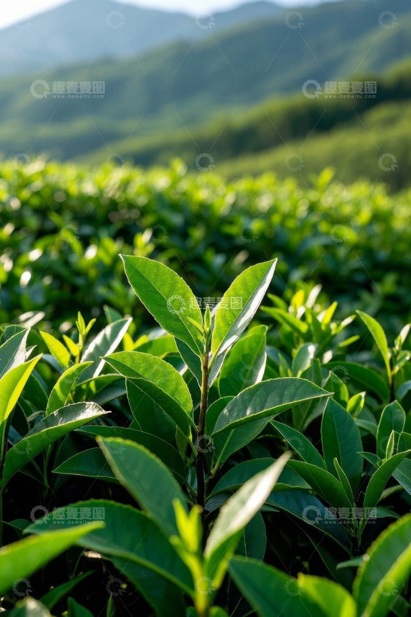 高清大图下载【趣麦麦图】茶园绿色茶叶近景