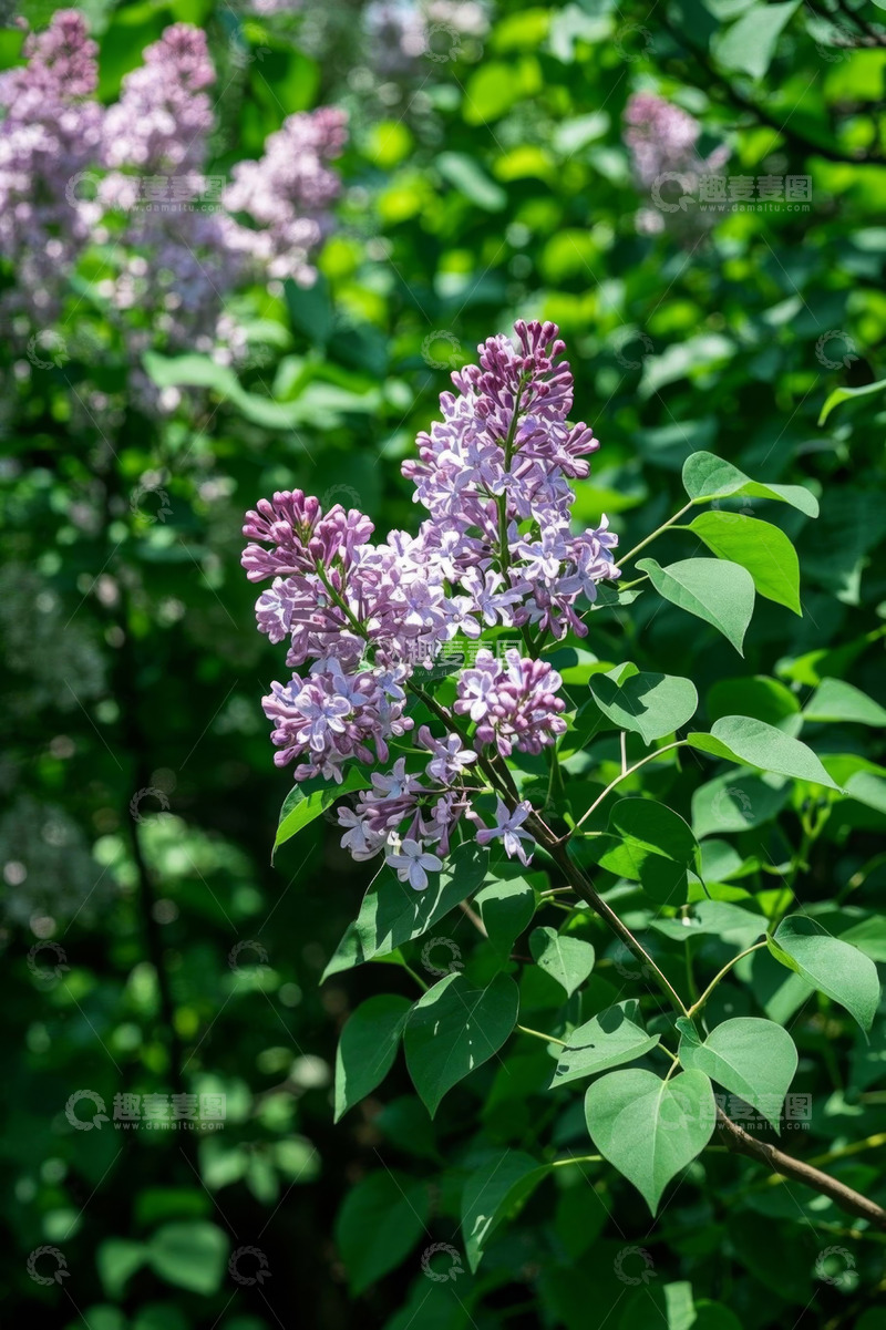高清大图下载【趣麦麦图】盛开的紫色丁香花