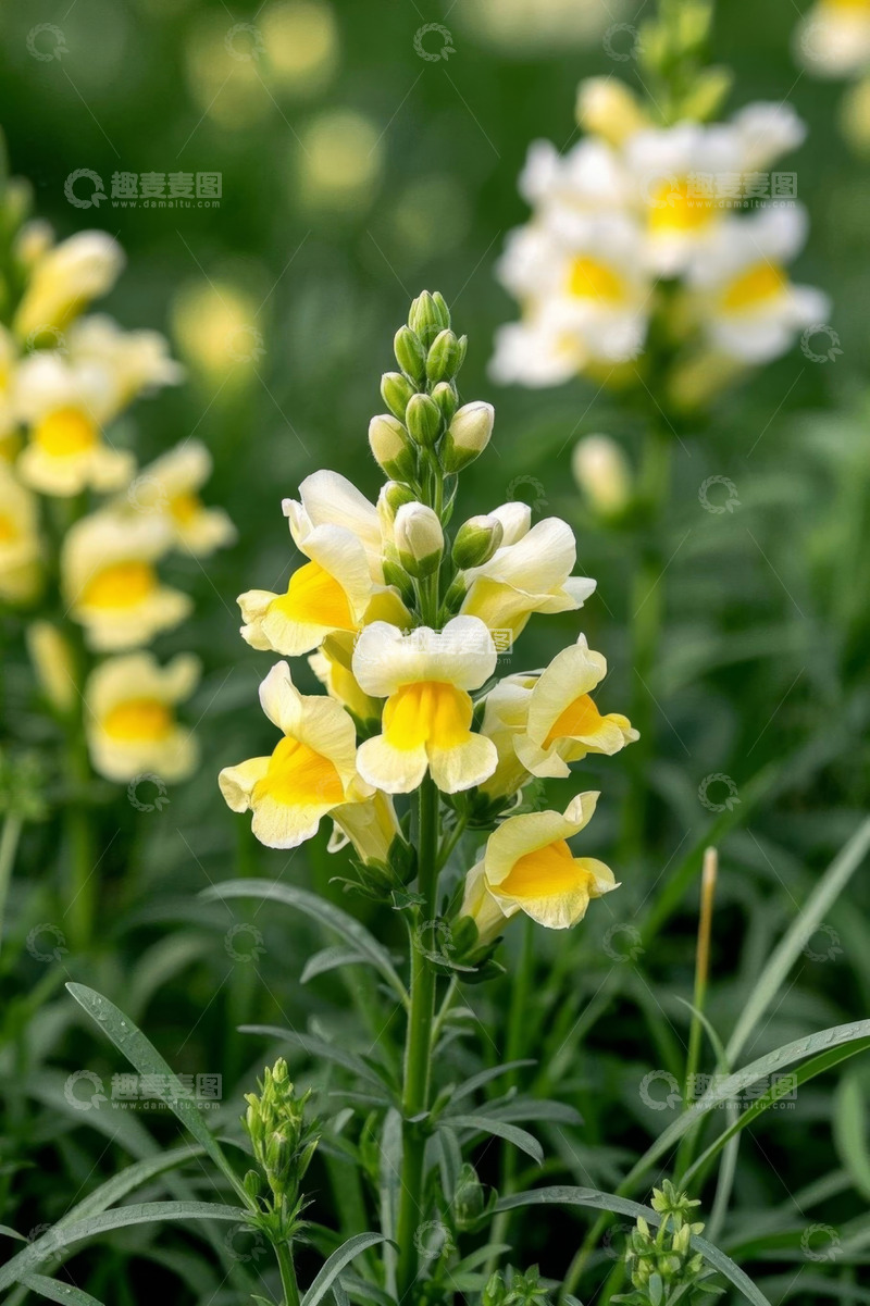 高清大图下载【趣麦麦图】黄白色花朵特写