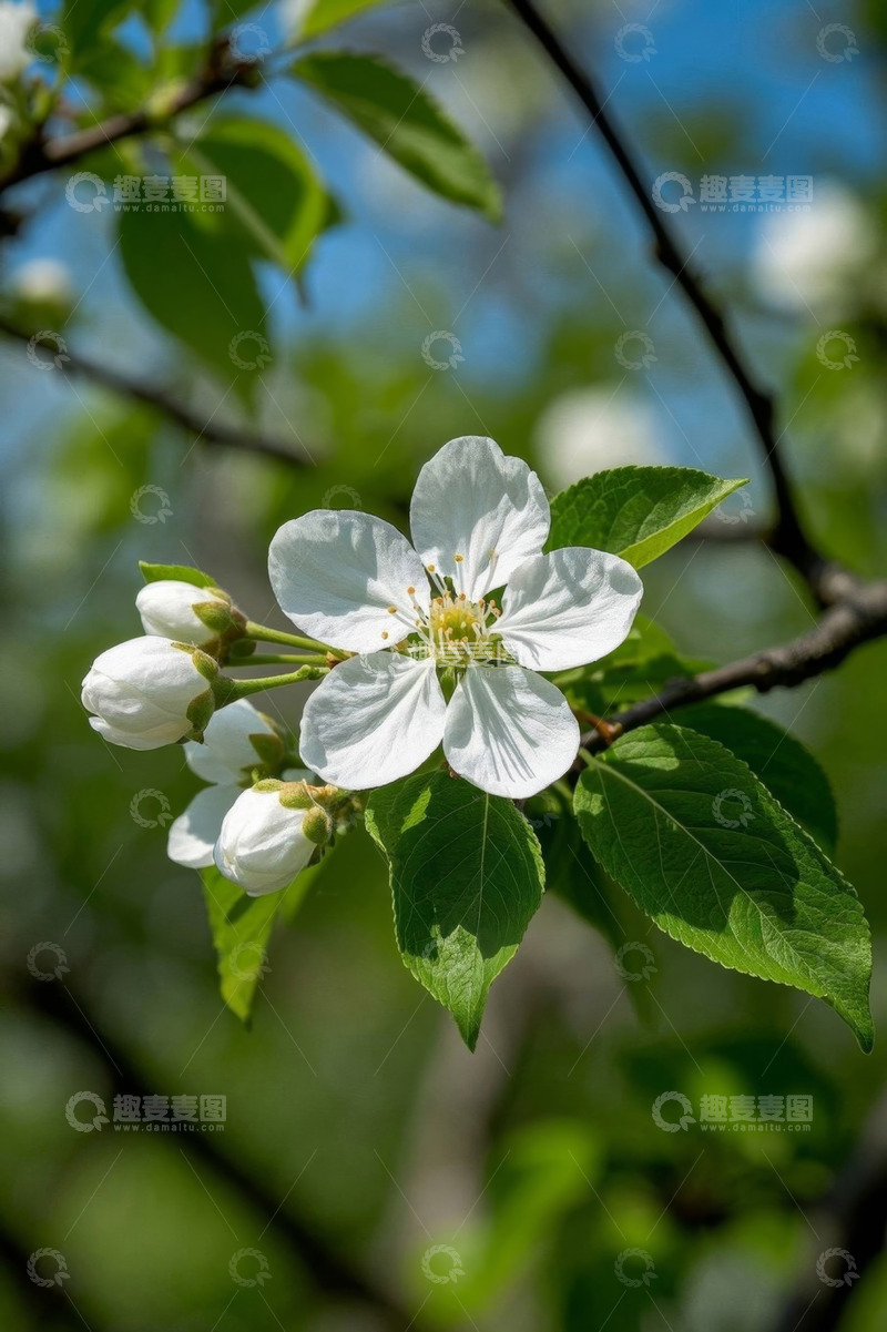 高清大图下载【趣麦麦图】枝头绽放的白色花朵特写