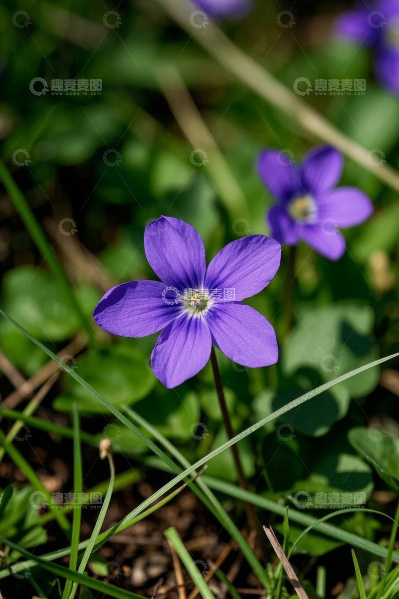 高清大图下载【趣麦麦图】紫色小花特写