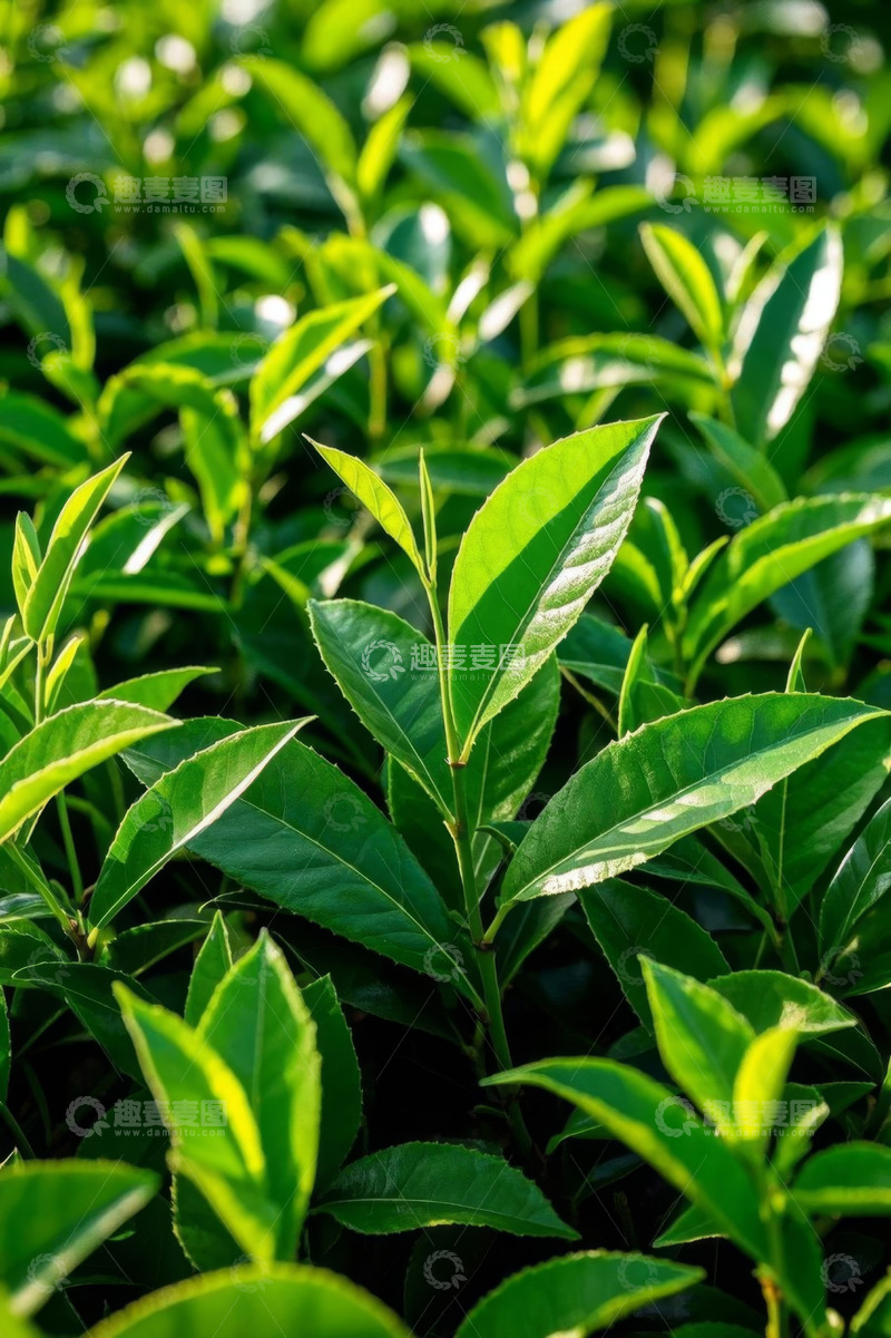 高清大图下载【趣麦麦图】嫩绿茶叶植物特写