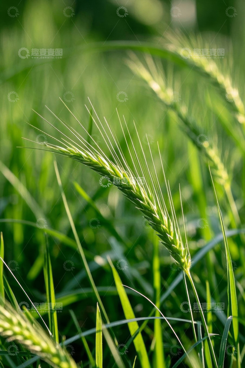 高清大图下载【趣麦麦图】特写小麦麦穗自然风光
