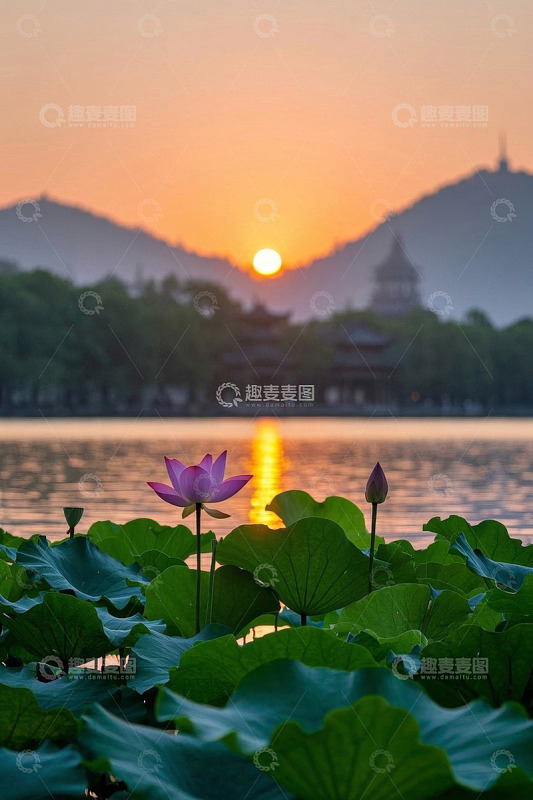 西湖荷花与落日景观
