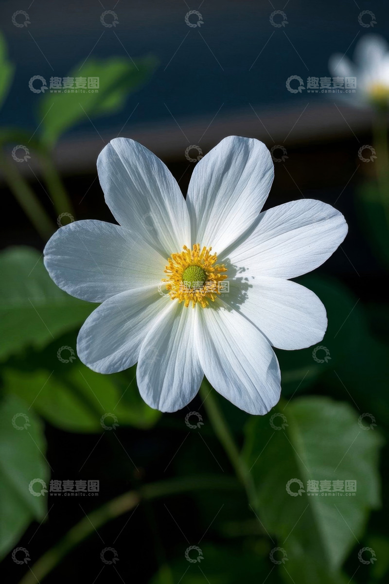 高清大图下载【趣麦麦图】白色花朵微距特写