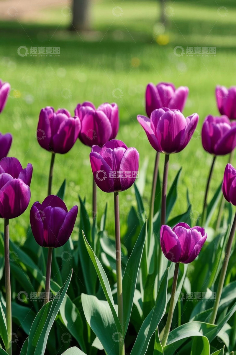 高清大图下载【趣麦麦图】户外紫色郁金香花卉