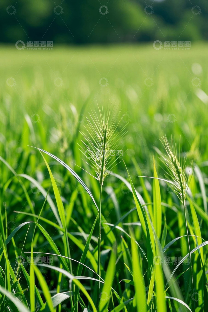 高清大图下载【趣麦麦图】绿色麦田里的小麦特写
