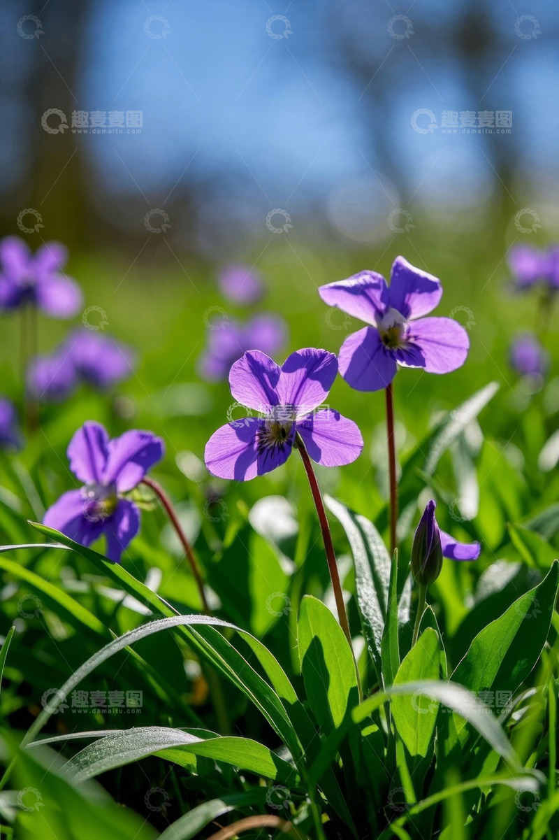 高清大图下载【趣麦麦图】户外紫色小花特写
