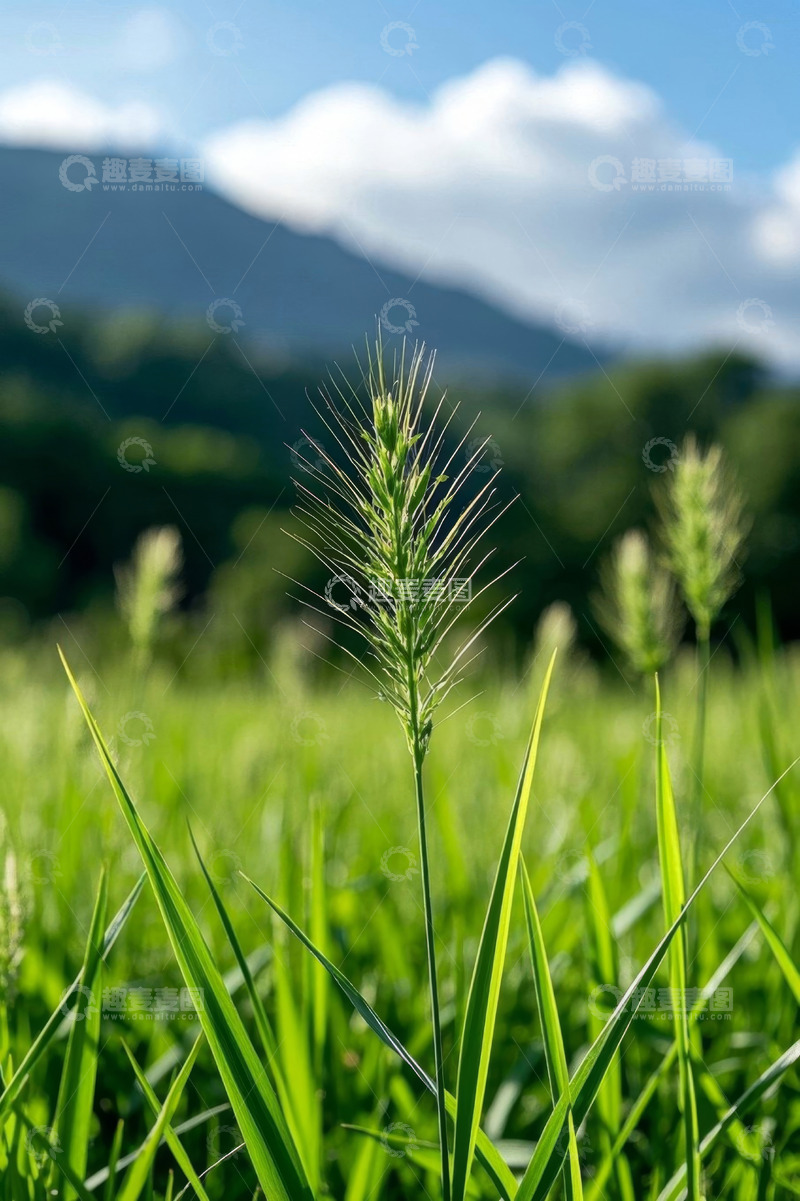 高清大图下载【趣麦麦图】户外草地与远山风景
