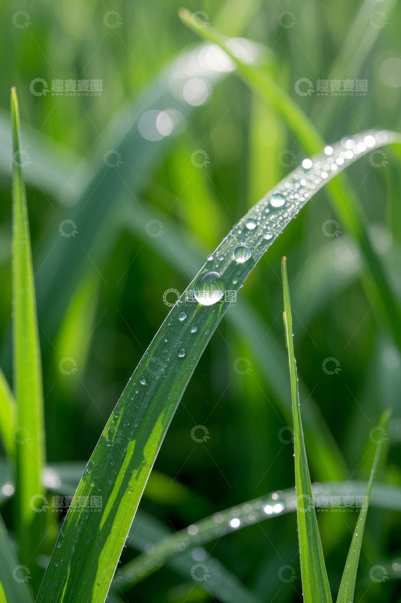 高清大图下载【趣麦麦图】青草上的晶莹露珠特写