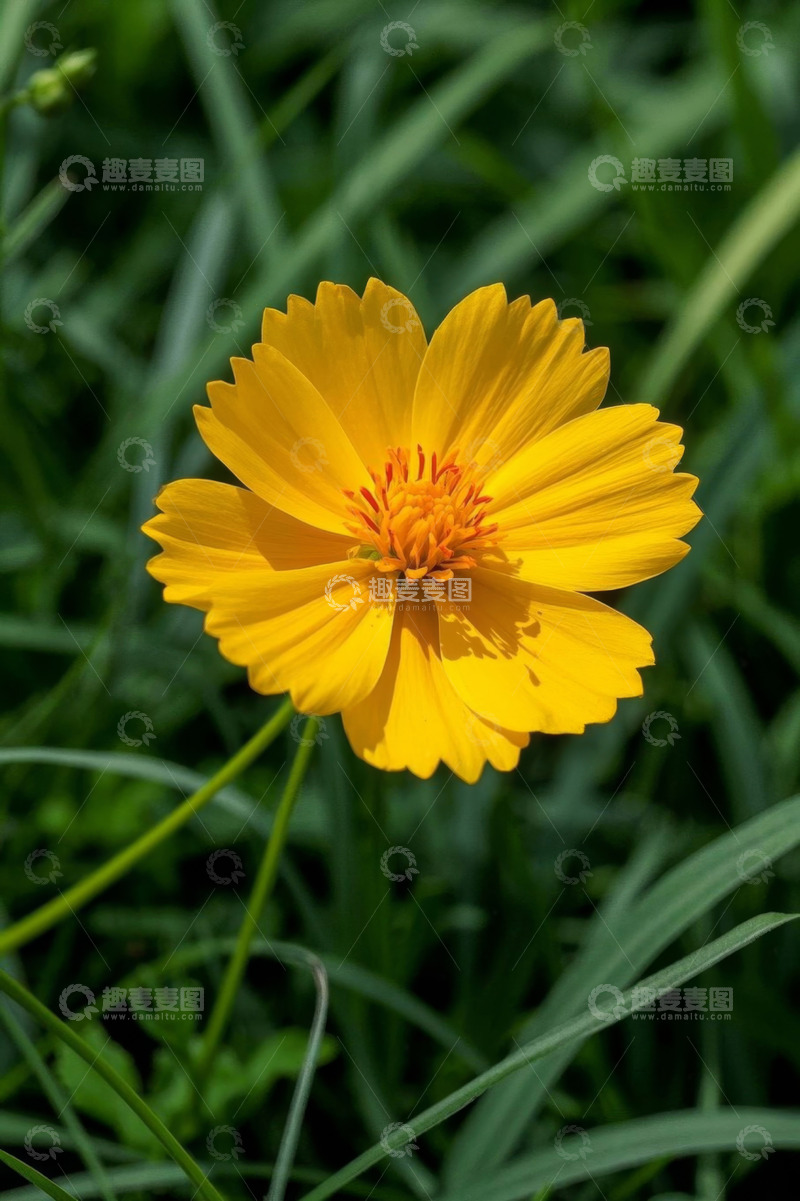 高清大图下载【趣麦麦图】黄色花朵特写