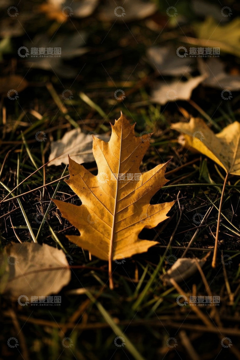 高清大图下载【趣麦麦图】地面上的金黄落叶