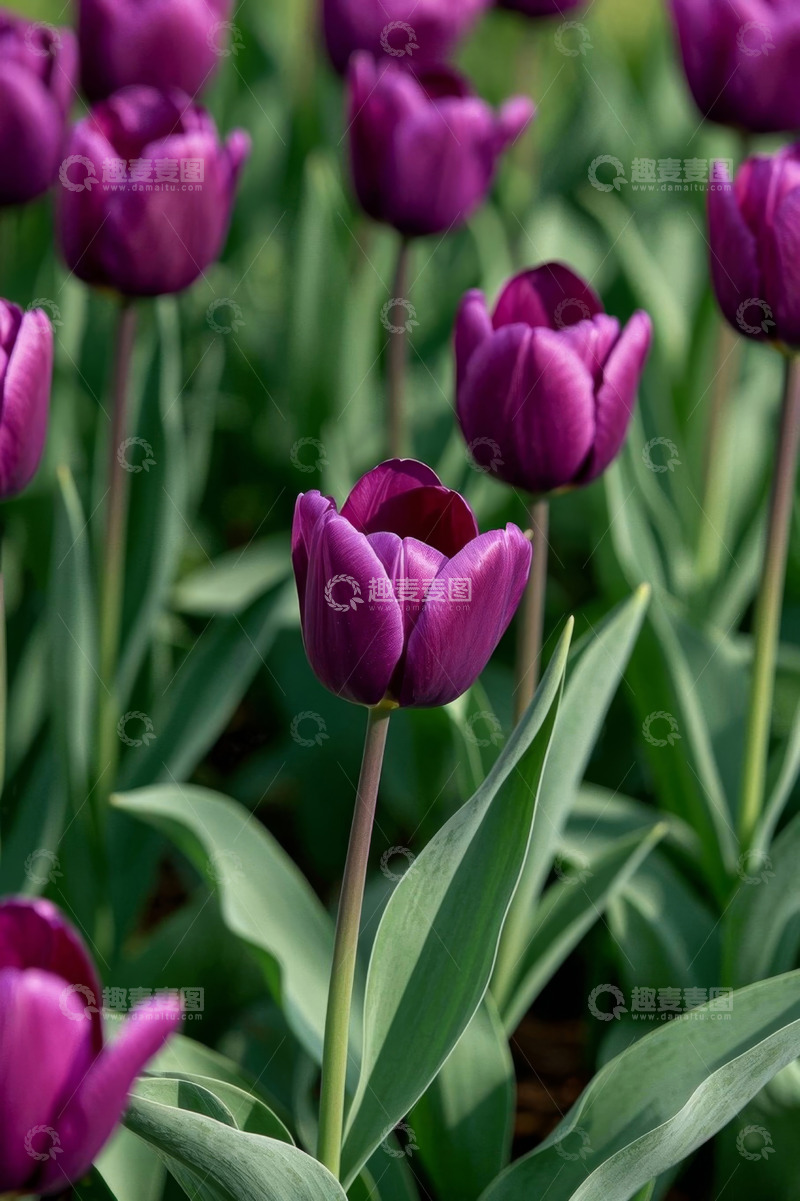 高清大图下载【趣麦麦图】紫色郁金香花卉特写
