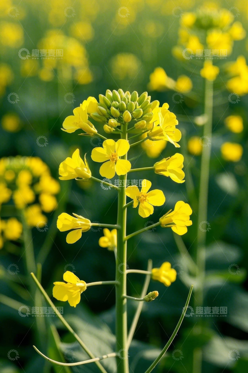 高清大图下载【趣麦麦图】田野中盛开的黄色油菜花