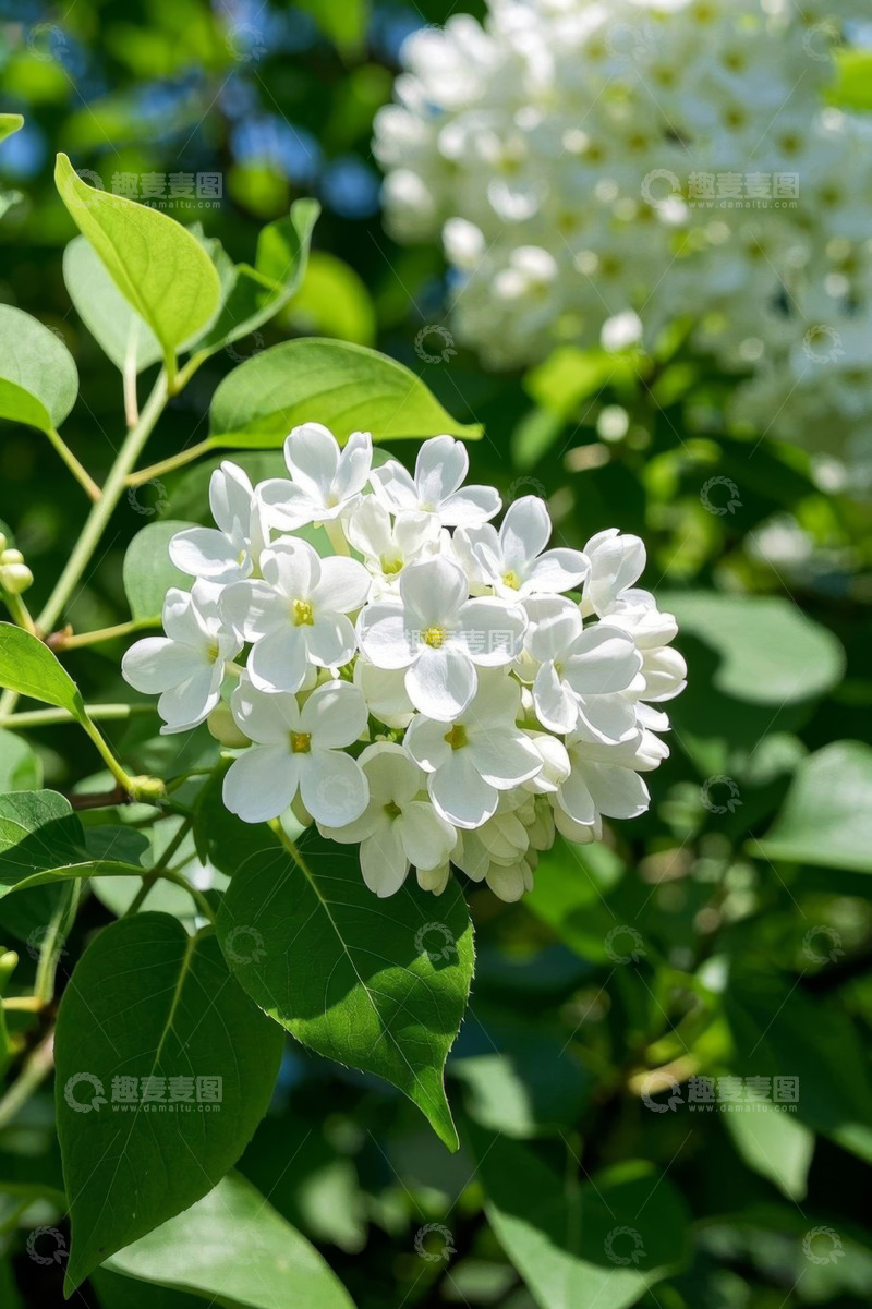 高清大图下载【趣麦麦图】白色花卉与绿叶特写