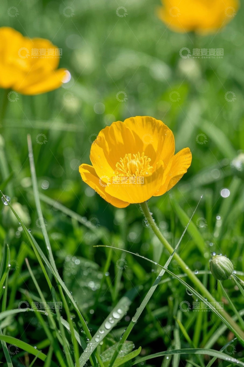 高清大图下载【趣麦麦图】草地上的黄色花朵特写