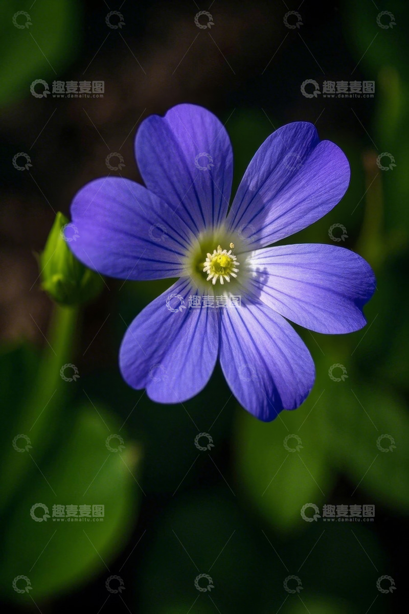 高清大图下载【趣麦麦图】蓝色小花特写