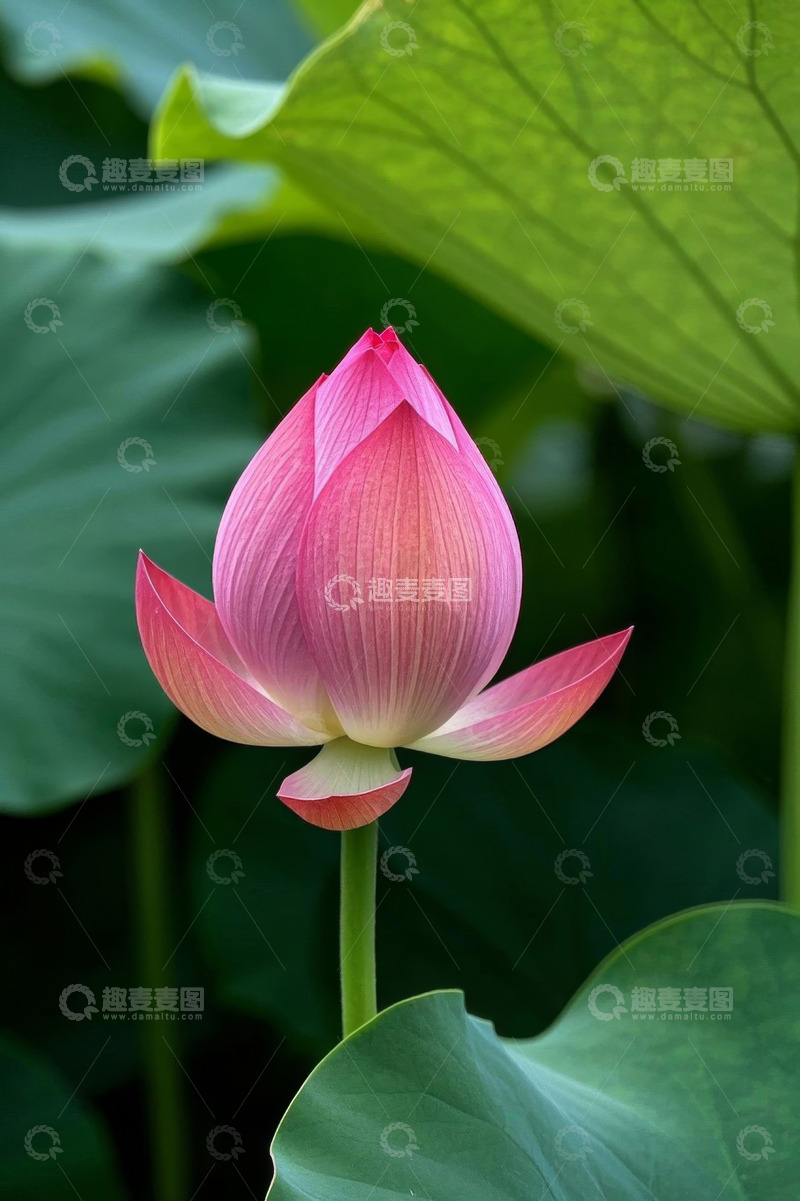 高清大图下载【趣麦麦图】粉色荷花特写