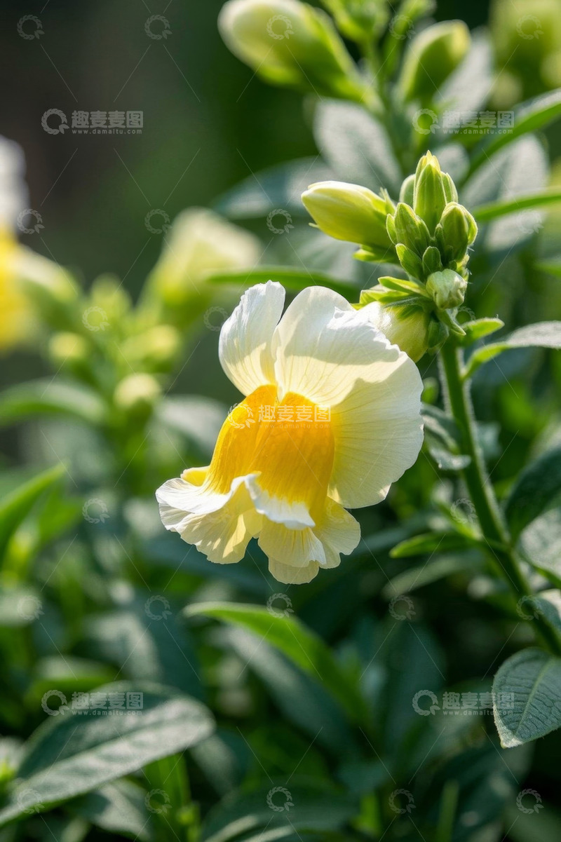 高清大图下载【趣麦麦图】黄白相间花朵特写