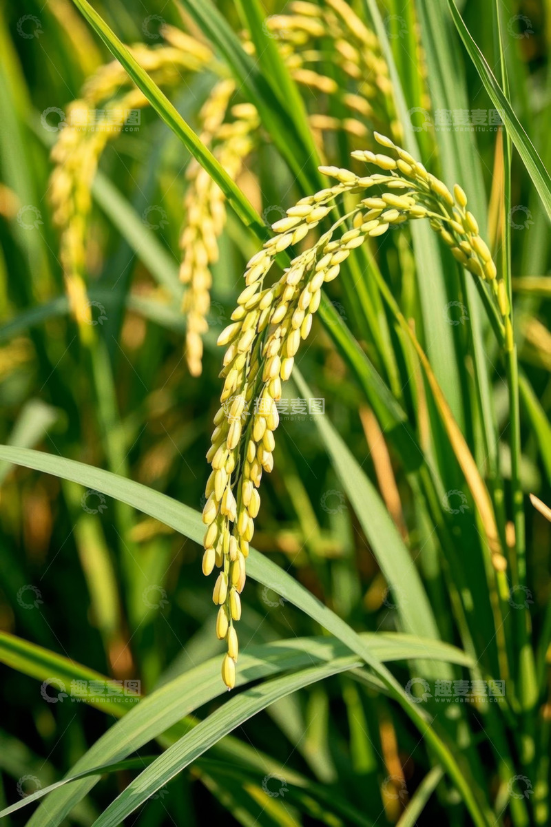 高清大图下载【趣麦麦图】成熟稻穗特写